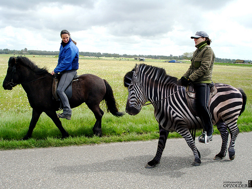 ride along zebra