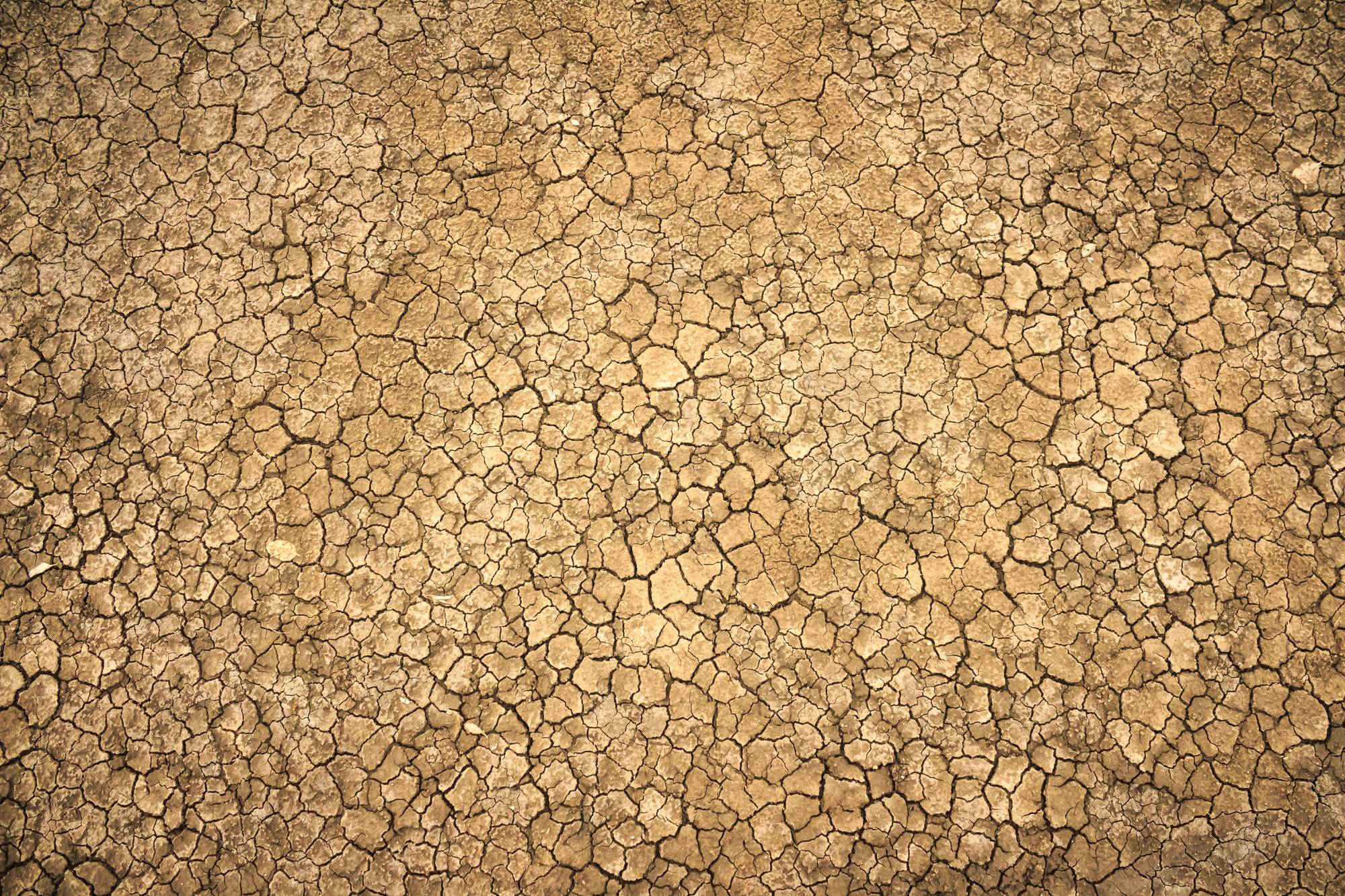 Article: Soil: The Endangered Species Under Your Feet